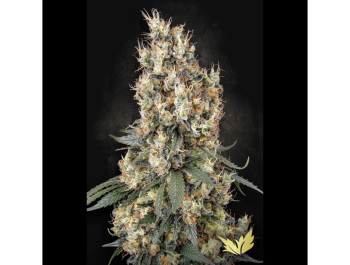 PARADISE SEEDS - MENDOCINO SKUNK FEM