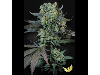 PARADISE SEEDS - MOMO FEM