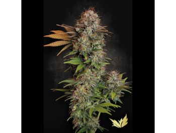 PARADISE SEEDS - NEBULA FEM