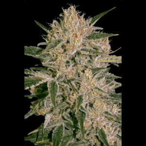 PARADISE SEEDS - NEBULA II CBD FEM