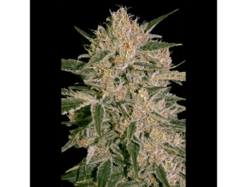 PARADISE SEEDS - NEBULA II CBD FEM