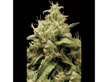 PARADISE SEEDS - OPIUM FEM