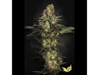 PARADISE SEEDS - ORIGINAL WHITE WIDOW IBL