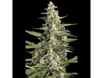 PARADISE SEEDS - PANDORA AUTO FEM