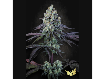 PARADISE SEEDS - PURPLE MINTS FEM