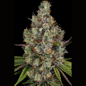 PARADISE SEEDS - RAINBOW ROAD FEM
