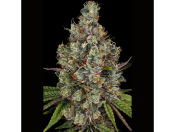 PARADISE SEEDS - RAINBOW ROAD FEM