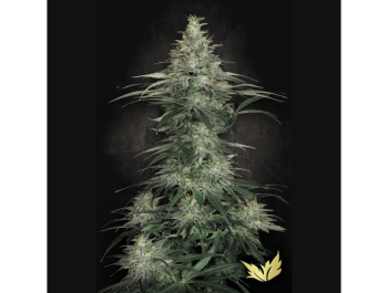 PARADISE SEEDS - SENSI STAR FEM