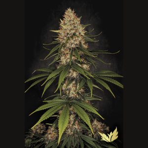 PARADISE SEEDS - SPACE COOKIES FEM