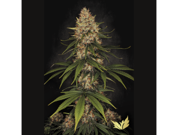 PARADISE SEEDS - SPACE COOKIES FEM