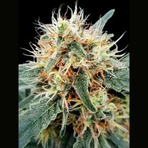 PARADISE SEEDS - STROMBOLI AUTO FEM