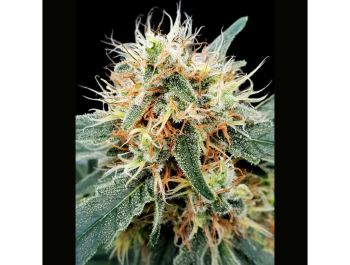 PARADISE SEEDS - STROMBOLI AUTO FEM