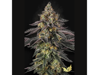 PARADISE SEEDS - SUNSET PARADISE FEM