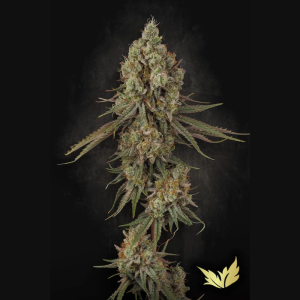PARADISE SEEDS - TANGERINE SORBET FEM