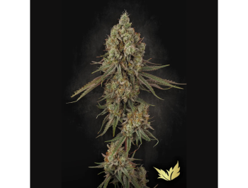 PARADISE SEEDS - TANGERINE SORBET FEM