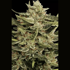 PARADISE SEEDS - VERTIGO AUTO FEM