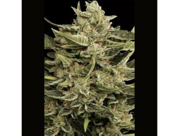 PARADISE SEEDS - VERTIGO AUTO FEM