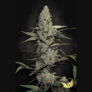 PARADISE SEEDS - WAPPA FEM