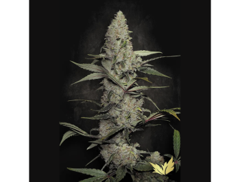 PARADISE SEEDS - WAPPA FEM