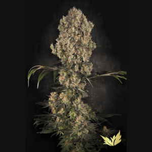 PARADISE SEEDS - WHITE BERRY FEM