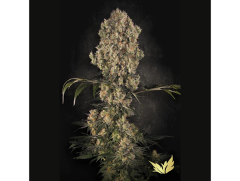 PARADISE SEEDS - WHITE BERRY FEM