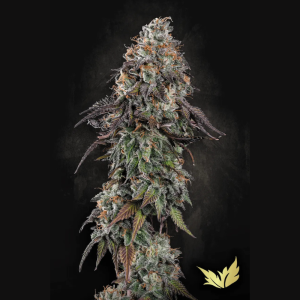 PARADISE SEEDS - WHITE NOISE FEM