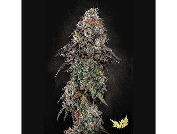 PARADISE SEEDS - WHITE NOISE FEM
