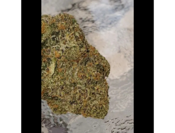 HUMBOLDT SEED ORGANIZATION - 31 GHOSTS REG