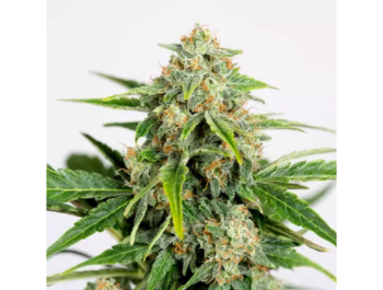 HUMBOLDT SEED ORGANIZATION - AMNESIA CBD PURE AUTO FEM