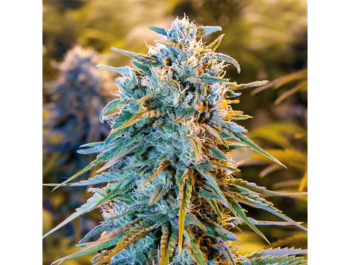 HUMBOLDT SEED ORGANIZATION - BLUE DREAM FEM