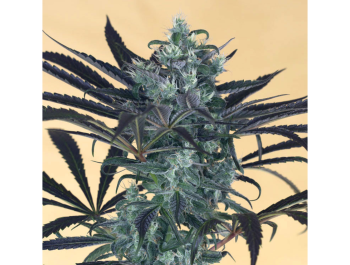 HUMBOLDT SEED ORGANIZATION - BLUEBERRY HEADBAND FEM