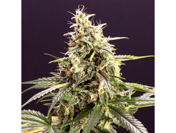 HUMBOLDT SEED ORGANIZATION - CHEM BOMB AUTO FEM