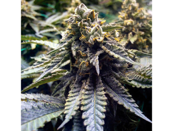 HUMBOLDT SEED ORGANIZATION - CHOCOLATE MINT OG 2.0 FEM