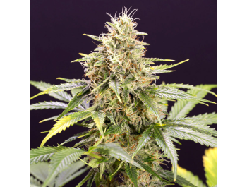 HUMBOLDT SEED ORGANIZATION - CHOCOLATE MINT OG AUTO FEM