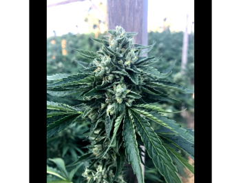 HUMBOLDT SEED ORGANIZATION - CINNAMON BUDDHA OG FEM