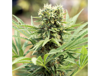 HUMBOLDT SEED ORGANIZATION - DEDOVERDE HAZE FEM