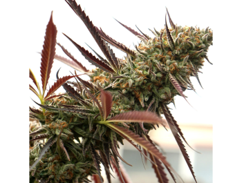 HUMBOLDT SEED ORGANIZATION - GHOST OF NYC FEM