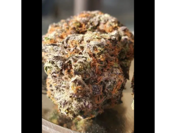 HUMBOLDT SEED ORGANIZATION - GHOSTSCOTTI REG