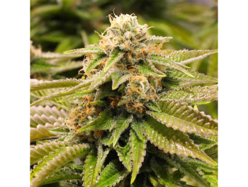 HUMBOLDT SEED ORGANIZATION - GORILLA BREATH FEM