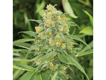 HUMBOLDT SEED ORGANIZATION - GREEN CRACK 2.0 FEM