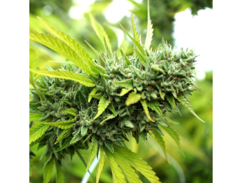 HUMBOLDT SEED ORGANIZATION - MANGO OG AUTO FEM