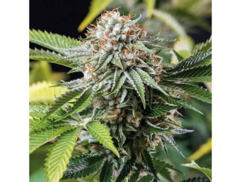 HUMBOLDT SEED ORGANIZATION - MANGO SAPPHIRE FEM