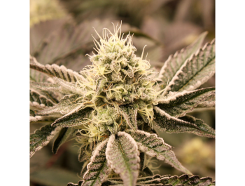 HUMBOLDT SEED ORGANIZATION - MOUTH WASH FEM