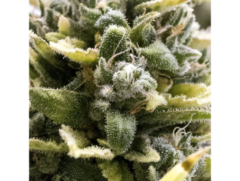 HUMBOLDT SEED ORGANIZATION - OG KUSH AUTO FEM