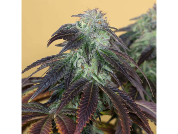 HUMBOLDT SEED ORGANIZATION - OG KUSH FEM