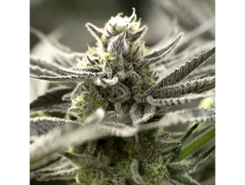 HUMBOLDT SEED ORGANIZATION - OGKZ AUTO FEM