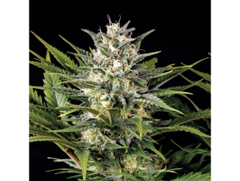 HUMBOLDT SEED ORGANIZATION - PINEAPPLE SKUNK FEM