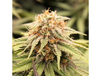 HUMBOLDT SEED ORGANIZATION - PRIZMATIC FEM