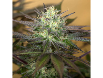 HUMBOLDT SEED ORGANIZATION - SAPPHIRE OG FEM