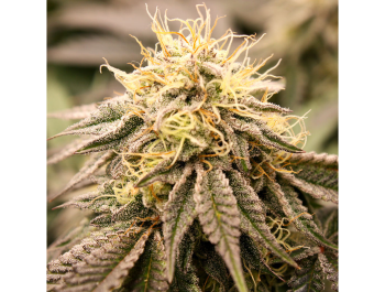 HUMBOLDT SEED ORGANIZATION - SUNDOGZ FEM